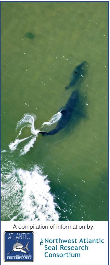 AWSC: Seals & Sharks