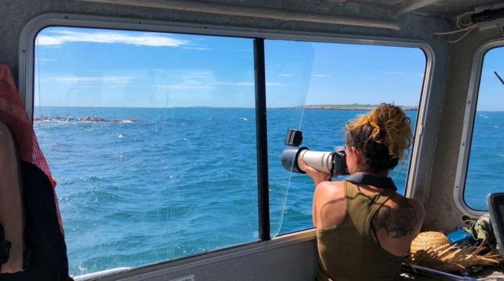 Seal Surveys at the Shoals Marine Lab